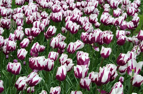 Tulipas Brancas Magenta Bonitas Primavera — Fotografia de Stock