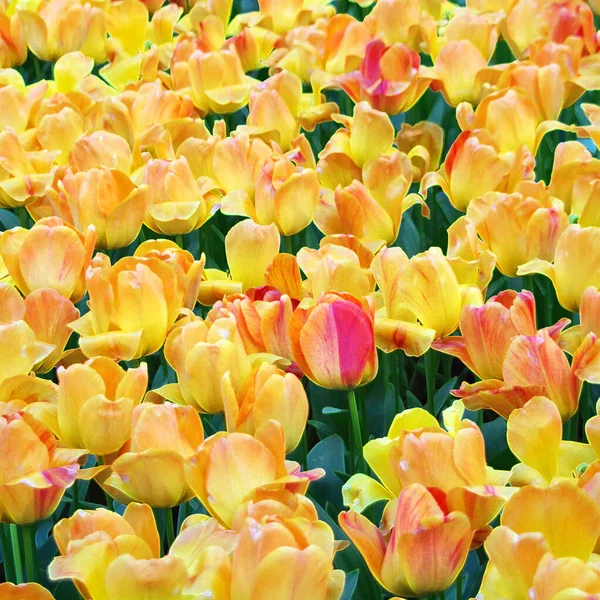 Belas Tulipas Amarelas Rosa Primavera — Fotografia de Stock