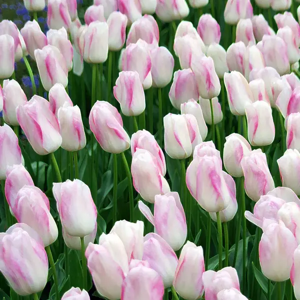 Belas Tulipas Brancas Rosa Primavera — Fotografia de Stock