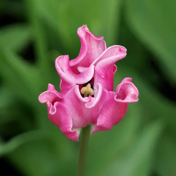 Mooie Zeldzame Krullende Roze Tulp Het Voorjaar Tijd Closeup — Stockfoto