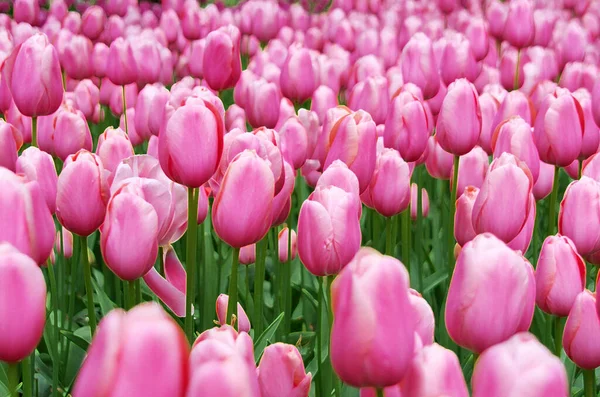 Belas Tulipas Cor Rosa Primavera — Fotografia de Stock