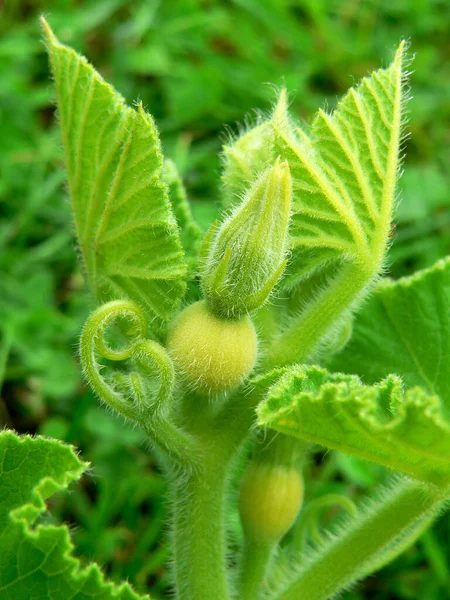 緑のカボチャの芽は折り畳まれた手を持つ混乱した人のように見えます — ストック写真