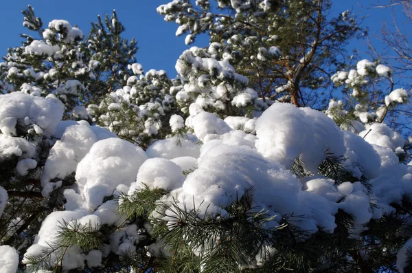 Fluffiga Snömössor Gröna Tallgrenar Kyligt Vinterväder — Stockfoto