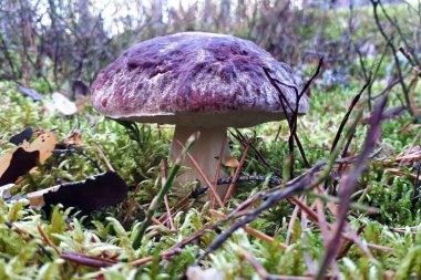 Boletus Edulis odunları yakın planda tutuyor.