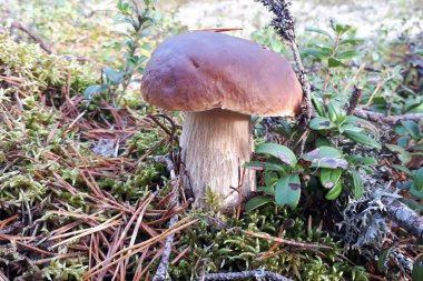 Boletus Edulis odunları yakın planda tutuyor.