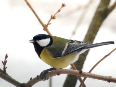 Great tit (Parus major) sitting on tree branch 