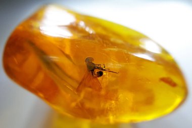 Böcek ilaveli doğal cilalanmış Baltık kehribarı