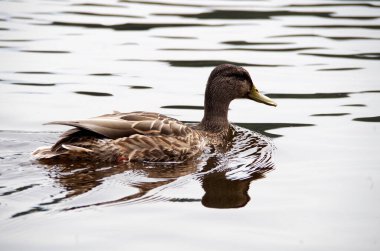 Dişi yaban ördeği nehirde yüzüyor