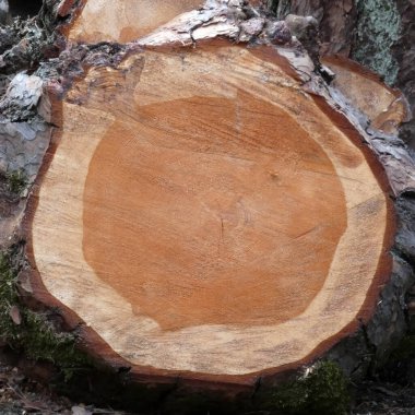 Çok büyük bir çam ağacının taze kesimi, yıllık halkalar, farklı tonlarda doğal ahşap tahıllar.