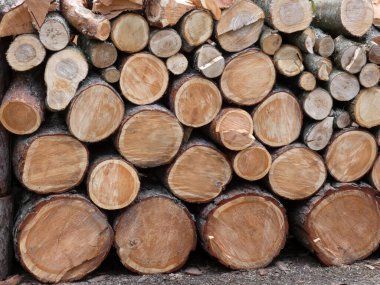 Bir sürü çam ağacı, yıllık halkalar, doğal ahşap doku.