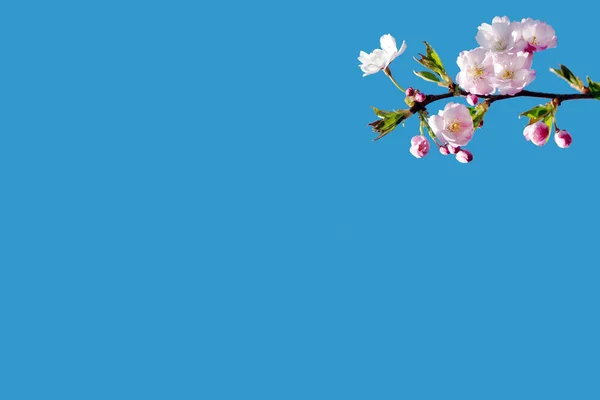 Sprig Blooming Sakura Blue Background Free Space Your Text — Stock fotografie