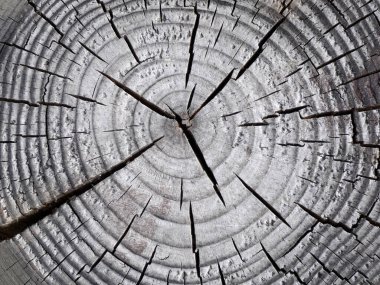Yıllık halkaları ve çatlakları olan büyük bir ağacın doğal dokusu.