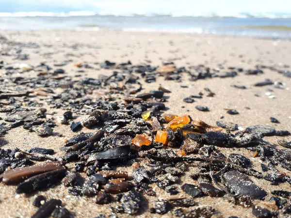 Маленькие Кусочки Янтаря Песке Среди Обломков Вывезенных Моря После Шторма — стоковое фото