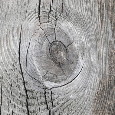 Düğümlü gri eski çam ağacının dokusu