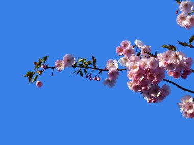 Mavi bir arkaplanda çiçek açan sakura şelalesi.