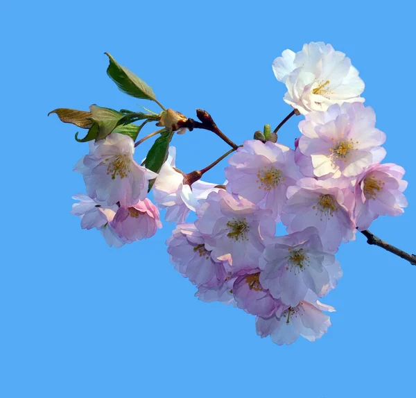 Sprig Ανθισμένα Sakura Ένα Μπλε Φόντο Του Ουρανού — Φωτογραφία Αρχείου