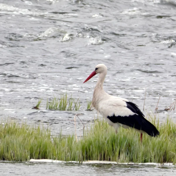白鹤在河边的草地上散步寻找食物 — 图库照片