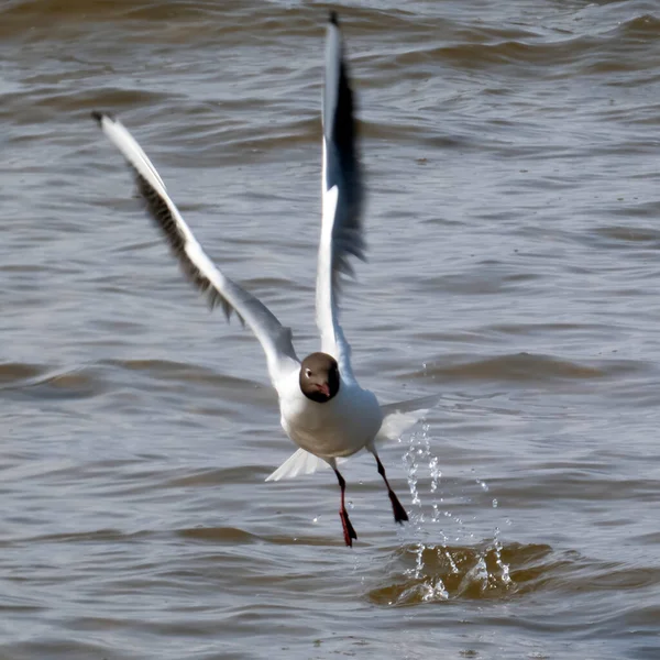 黑头海鸥从水里起飞 动态射击 翅膀模糊 — 图库照片