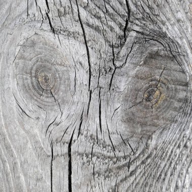 İki düğümlü eski bir çam ağacının kare görüntüsü.