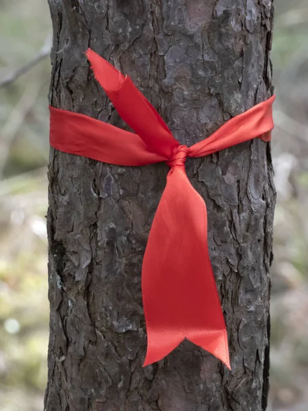 Ruban Rouge Attaché Sur Arbre Dans Forêt Comme Signe Indiquant — Photo