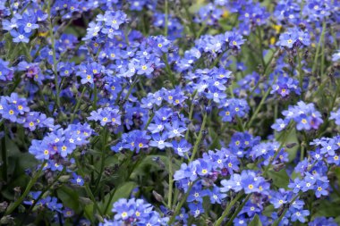 Birçok küçük mavi Unutma-beni çiçeği (Myosotis akrepleri)