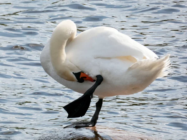 Белый Лебедь Чистит Перья Стоящие Камне Воде — стоковое фото