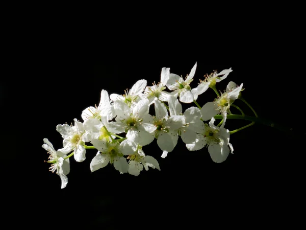 Sprig Blooming Bird Cherry White Flowers Dark Background Close — Photo