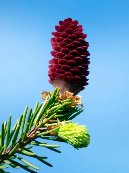 Cone Abeto Jovem Ramo Com Brotos Jovens Primavera Fundo Azul — Fotografia de Stock