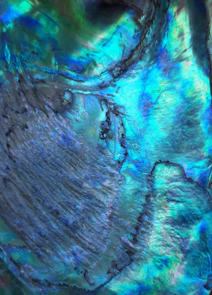 Blaugrüner Farbüberlauf Der Heliotis Schale Eine Nahaufnahme — Stockfoto