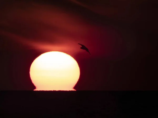 Red sunset on the sea coast, the sun on a dark background of sky and clouds, silhouette of flying bird