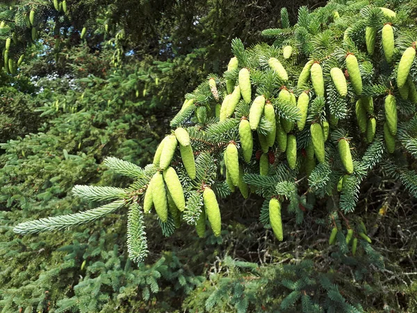 Veel Jonge Kegels Een Groene Sparren Tak — Stockfoto