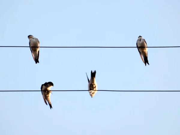 Vier Zwaluwen Zitten Draden Verschillende Posities Als Muzieknoten — Stockfoto