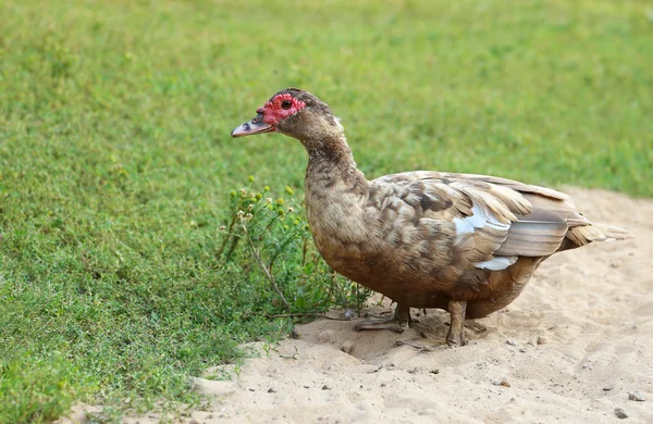 Pato Mallard feminino. Fechar de drake, de pé — Fotografia de Stock