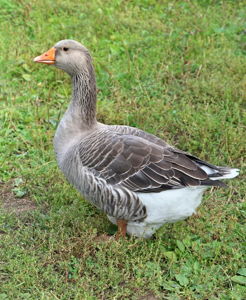 Ganzen op de boerderij... Buiten schieten. Rustiek thema. — Stockfoto