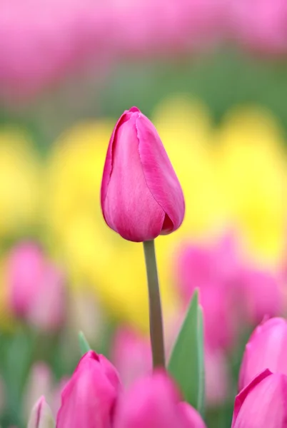 Tulip. Vacker bukett tulpaner. — Stockfoto