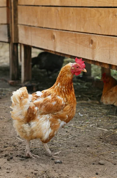 Κόκκινη κότα στο αγρόκτημα. Σπιτικό πουλερικών. Αγροτικό βλέμμα. — Φωτογραφία Αρχείου