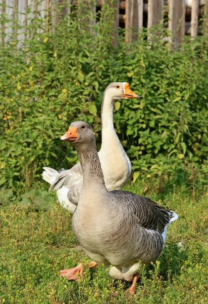 Geese on the farm.. Shooting outdoors. Rustic theme. — Stock Photo, Image