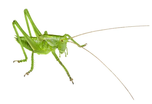 Grasshopper na frente de fundo branco isolado — Fotografia de Stock