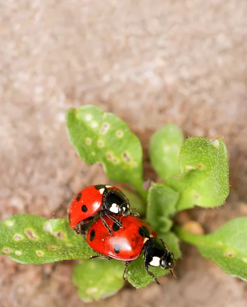 Belle coccinelle di essere mate su foglie verdi — Foto Stock