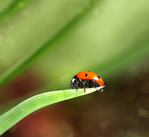 Closeup Beruška na listu — Stock fotografie