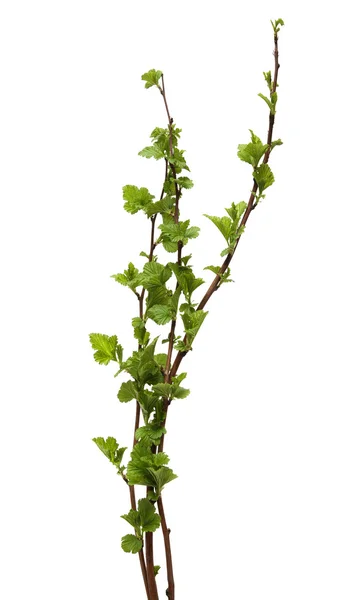 Fresh spring tree branch with leaves isolated on white background. — Stock Photo, Image