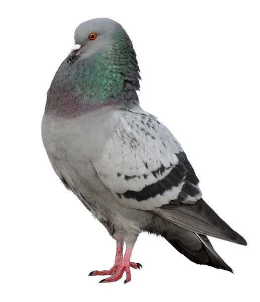 Dove. Grey pigeon Shooting on street. — Stock Photo, Image