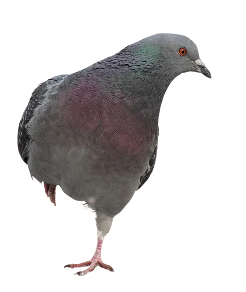 Colombe. Pigeon gris Tir dans la rue . — Photo