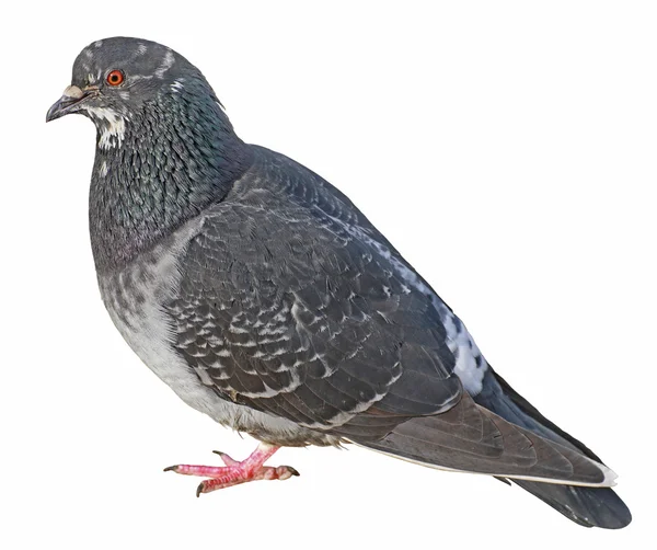 Pomba. Pombo cinzento Tiro na rua . — Fotografia de Stock