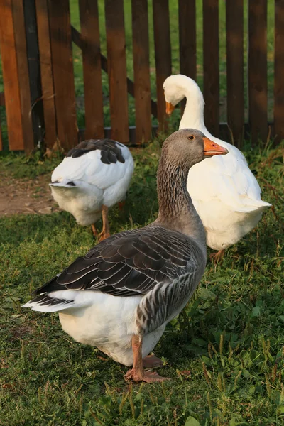 Geese on the farm. Shooting outdoors. Rustic theme. Flock of standing fresh green grass. — Stock Photo, Image
