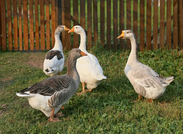 Des oies à la ferme. Tirer à l'extérieur. Thème rustique. Troupeau d'herbe verte fraîche debout . — Photo