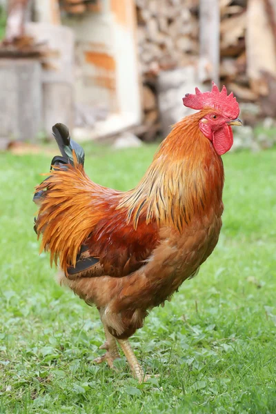 Colorful Rooster, cock — Stock Photo, Image