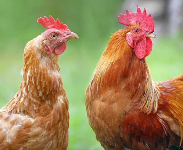 Red Hen e galo na quinta. Aves de capoeira caseiras . — Fotografia de Stock