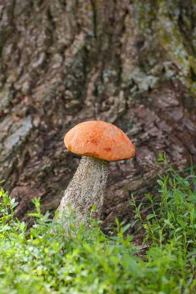 Boleto de gorro laranja de cogumelos — Fotografia de Stock