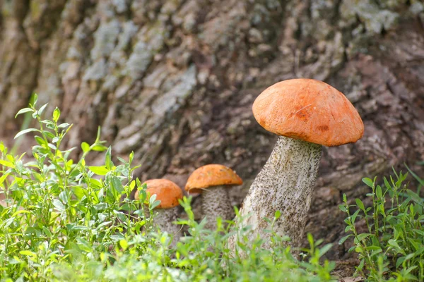 Mushroom orange-cap boletus — Stock Photo, Image